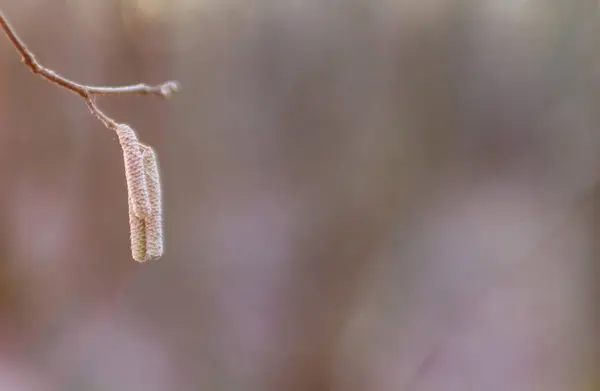 Yumuşak odak, bulanık bir sonbahar arka planına karşı yalnız bir catkin yakalar, sessiz bir yalnızlık ve nazik bir melankoli hissi verir, içsel temalar için mükemmeldir