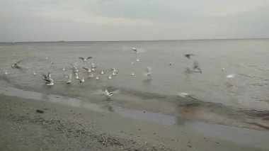 Martılar, bulutlu ve kasvetli bir günde Karadeniz kıyılarında toplanır ve hareket ederler.