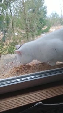 Pencereye bağlı bir kuş yemliğinin içindeki kırıntıları yiyen meraklı beyaz kedi, açık ve esprili kedi yaramazlığı anına yakalandı.