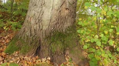 Sonbahar ormanlarında altın sarısı yapraklarla çevrili kalın, güçlü bir gövdesi olan Büyük meşe ağacı sonbahar mevsiminde doğanın gücünü ve güzelliğini gözler önüne seriyor..
