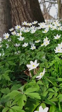 Beyaz şakayık çiçeklerinin huzurlu manzarası bahar ormanı esintisinde usulca sallanıyor, erken açan kır çiçeklerinin doğal ormanlık alandaki güzelliğini yakalıyor.