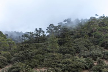 Cypru 'daki sedir vadisinin manzarası