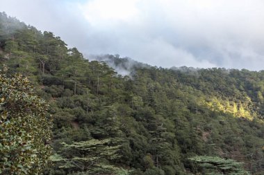 Cypru 'daki sedir vadisinin manzarası