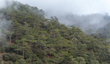 Cypru 'daki sedir vadisinin manzarası