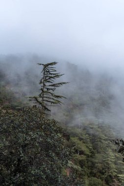 Cypru 'daki sedir vadisinin manzarası