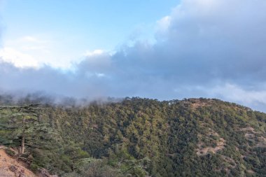 Cypru 'daki sedir vadisinin manzarası