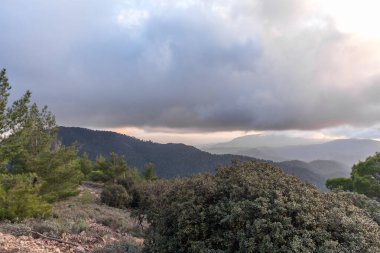 Cypru 'daki sedir vadisinin manzarası