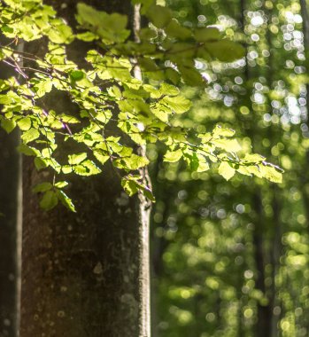 Güneşte yeşil yapraklı kayın dalları, Karpatya ön kısımları