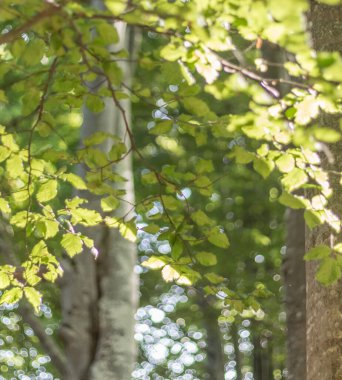 Güneşte yeşil yapraklı kayın dalları, Karpatya ön kısımları