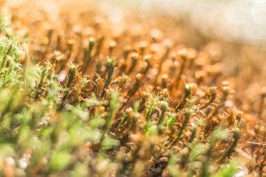 Kuru turuncu yosun yakın plan, kuru toplamın yan etkileri.