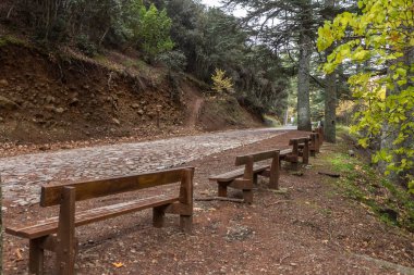 Kıbrıs 'ta sonbaharda sedir vadisinin etekleri, sarı yapraklı ağaçlar
