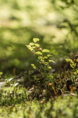 Karpat ormanındaki küçük yaban mersini çalısı, yumuşak güneş ışığı