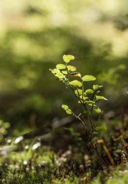 Karpat ormanındaki küçük yaban mersini çalısı, yumuşak güneş ışığı
