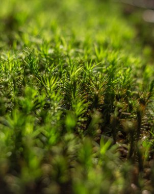 Karpatlar 'da yakın plan yeşil yosun var.