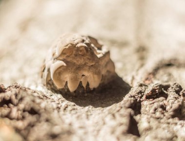 Karpatya 'da bir ağaç gövdesine yakın plan beyaz mantar mantarı.