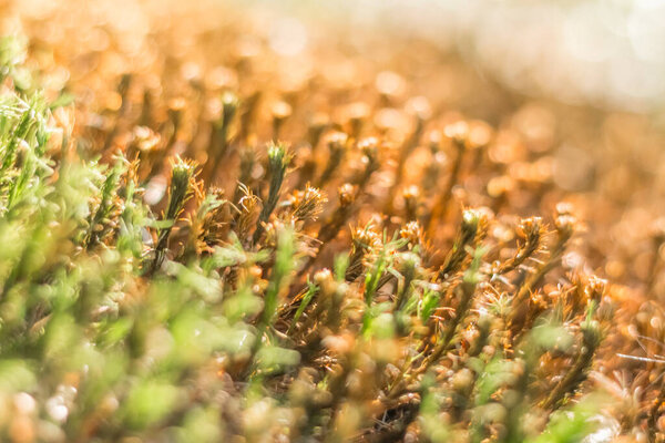 dry orange moss close-up, aftereffects of a dry summe