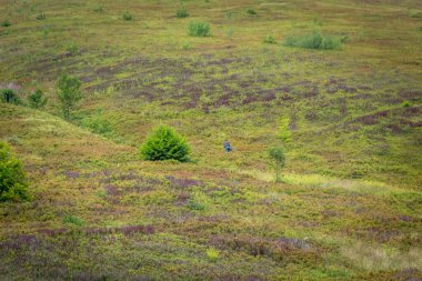  9 Ağustos 2025, Borzhava Sırtı, Karpat Dağları, Ukrayna. Yazın dağ yaban mersini toplayan bir adamın geleneksel mevsimlik çalışmalarını gösteren editoryal stok fotoğrafı.