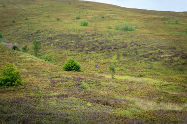  9 Ağustos 2025, Borzhava Sırtı, Karpat Dağları, Ukrayna. Yazın dağ yaban mersini toplayan bir adamın geleneksel mevsimlik çalışmalarını gösteren editoryal stok fotoğrafı.