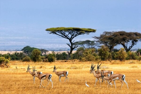 Herd of zebras in the savannah of kenya