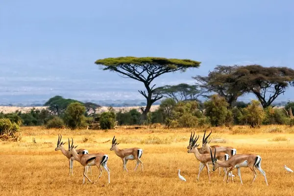 肯亚大草原上的一群斑马 — 图库照片#