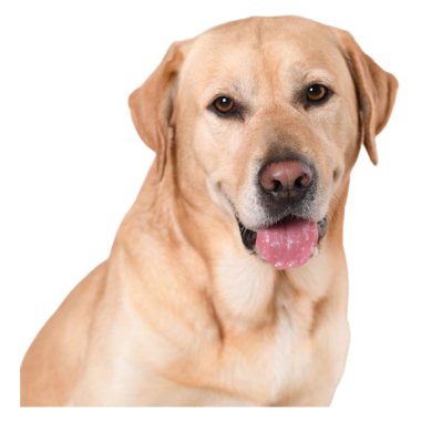 Beyaz arka planda izole edilmiş bir labrador köpeğinin portresi