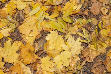 Duvar kağıdı sonbahar yaprakları, sonbahar ile arka plan