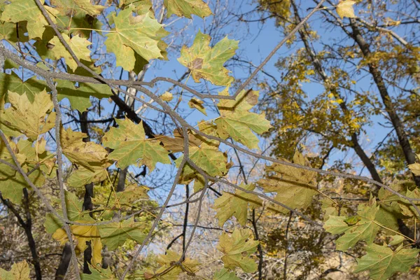 Tapete Herbst Blätter Hintergrund Mit Herbst — Stockfoto