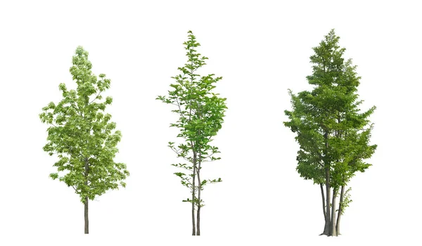 Koleksi Pohon Hijau Pohon Terisolasi Pada Latar Belakang Putih — Stok Foto