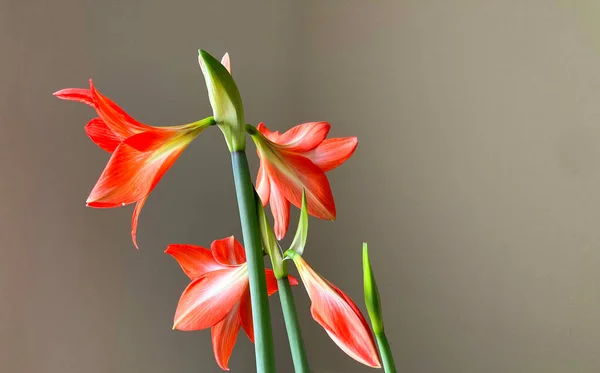 Kraliyet Zambağı Çiçeği Regale Çiçeği Arka Planı — Stok fotoğraf