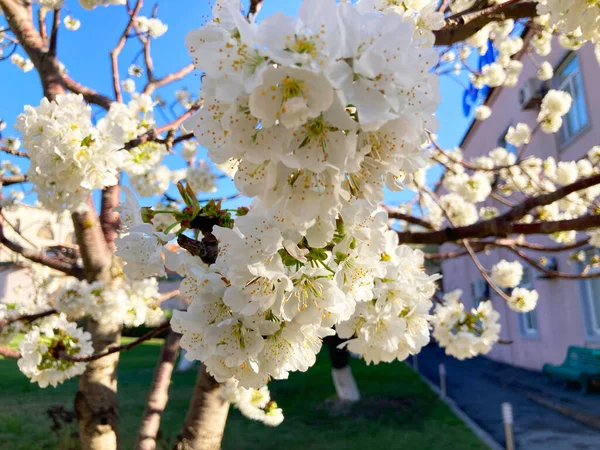Träd Grenar Med Vackra Små Blommor Aprikos Träd Fantastisk Vårblomma — Stockfoto