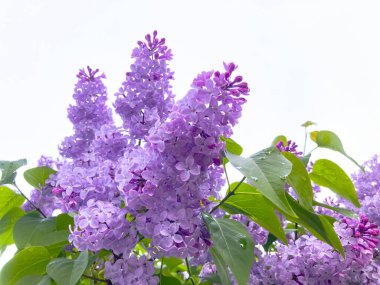 İlkbahar çiçekleri. Bahar arkaplanı 