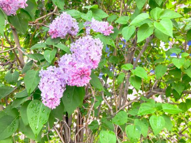 İlkbahar çiçekleri. Bahar arkaplanı 