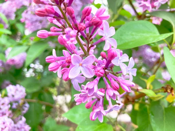 Ilac Büsche Spring Blooming Frühlingshintergrund — Stockfoto