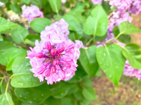 Ilac Büsche Spring Blooming Frühlingshintergrund — Stockfoto