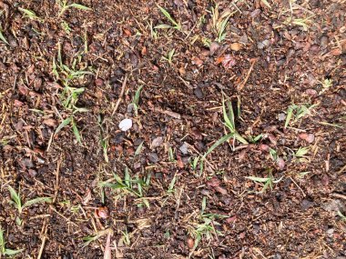 Doku zemin, pürüzsüz doku zemin