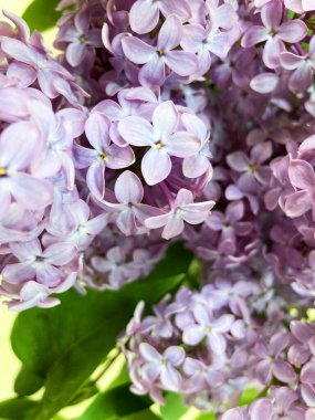 Bahar çiçekleri açan leylak çalıları. Bahar arkaplanı