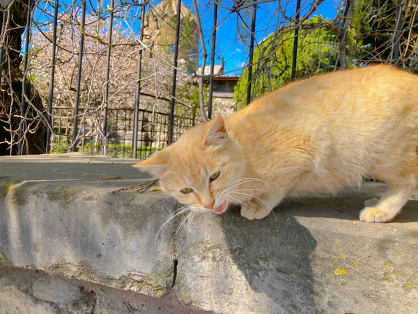 Μια Κοκκινομάλλα Γάτα Κίτρινα Μάτια — Φωτογραφία Αρχείου