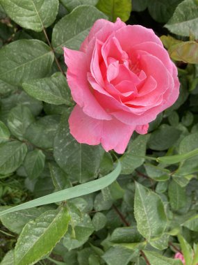 Bahçede gül, yeşil yapraklı pembe gül. Gül arkaplanı