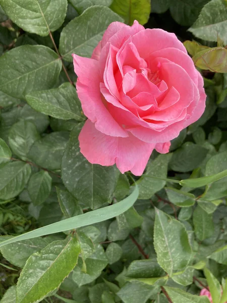 Rosa Jardim Rosa Rosa Com Folhas Verdes Fundo Rosa — Fotografia de Stock