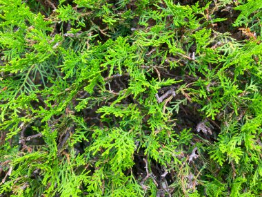 Yeşil mazı hedge tileable Dikişsiz doku