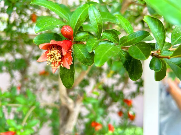 Pomegranate tree with flowers, Pomegranate background