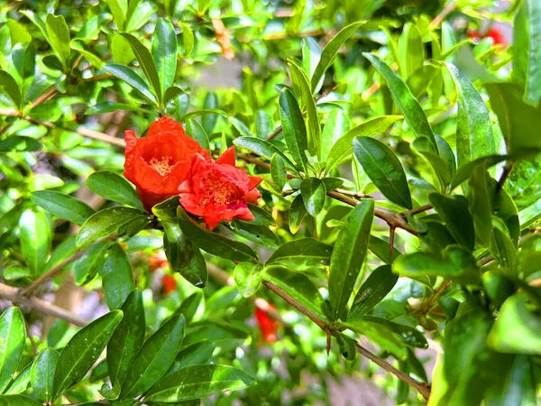 Pomegranate tree with flowers, Pomegranate background