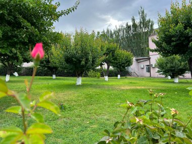 Bahçede gül, yeşil yapraklı pembe gül. Gül arkaplanı