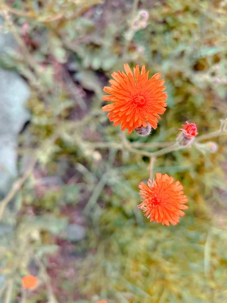 Цветок Одуванчика Зелеными Листьями Одуванчик Фоне — стоковое фото