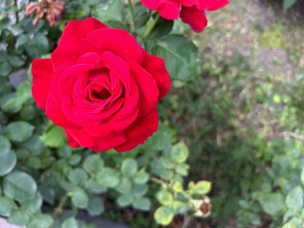 Rose Dans Jardin Rose Rouge Aux Feuilles Vertes Fond Rose — Photo