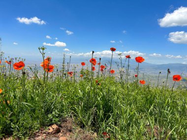 Her yerde gelincikler açarken harika bir manzara.