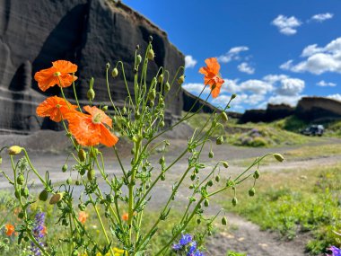 Her yerde gelincikler açarken harika bir manzara.