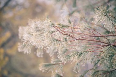 Kışın çam ağacı dalları çiğ damlalarıyla kaplıdır..