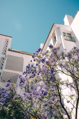 Malaga, İspanya - 21 Mayıs 2019: Tipik İspanya kasabasında Jakaranda ağacı ile birlikte Güzel Mimarlık Binası. 