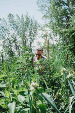 Güneşli bir yaz gününde bahçesinde çalışan bir adam.